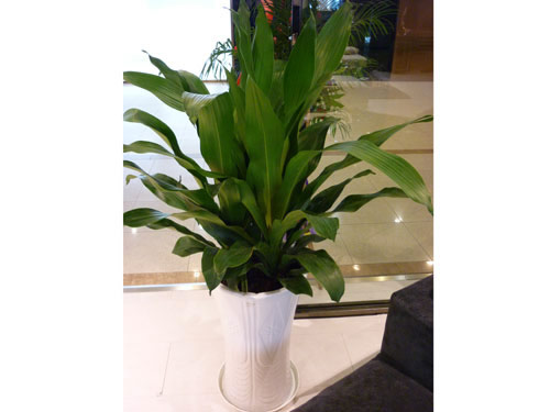 養(yǎng)護(hù)公司如何對(duì)花卉租賃進(jìn)行養(yǎng)護(hù)，有什么好處?